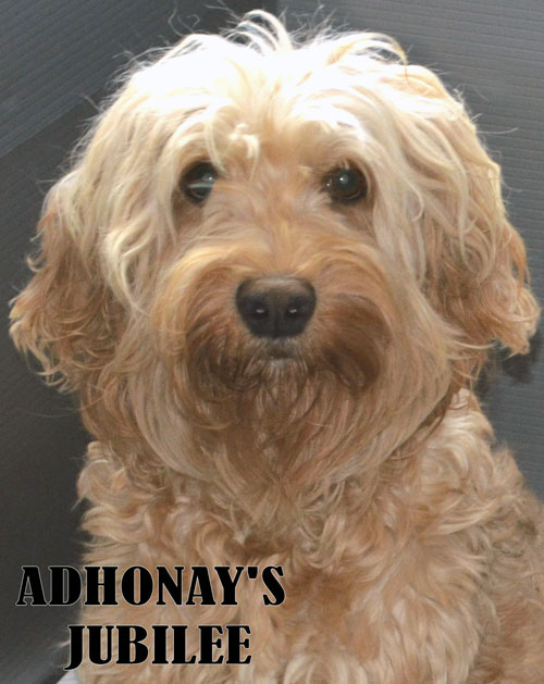 adhonay labradoodles